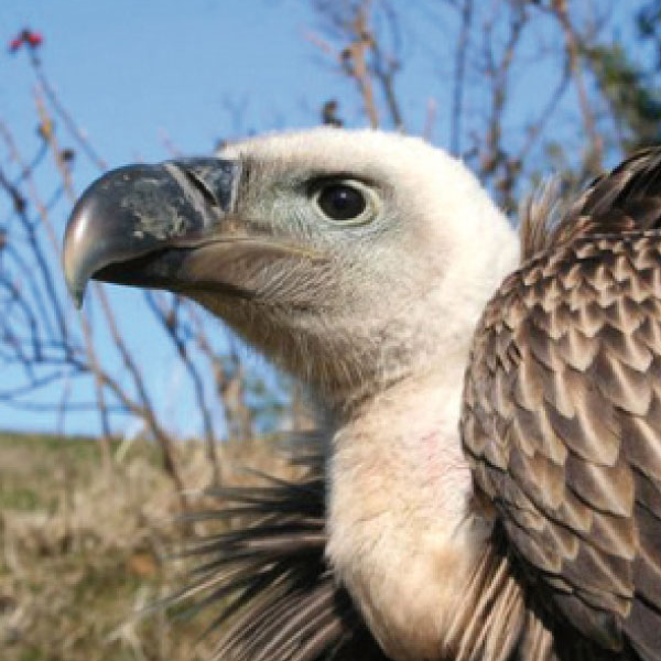 Rüppell’s vulture