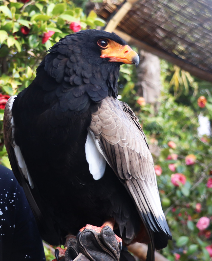 Falco Giocoliere