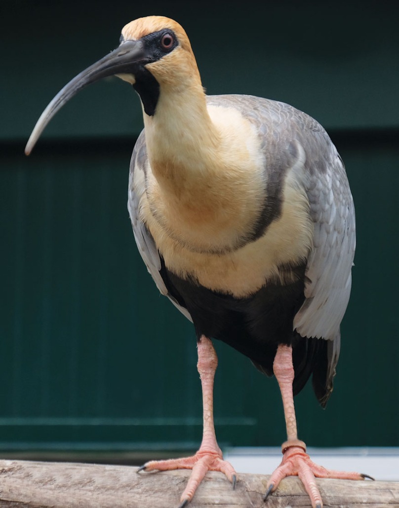 Ibis faccianera