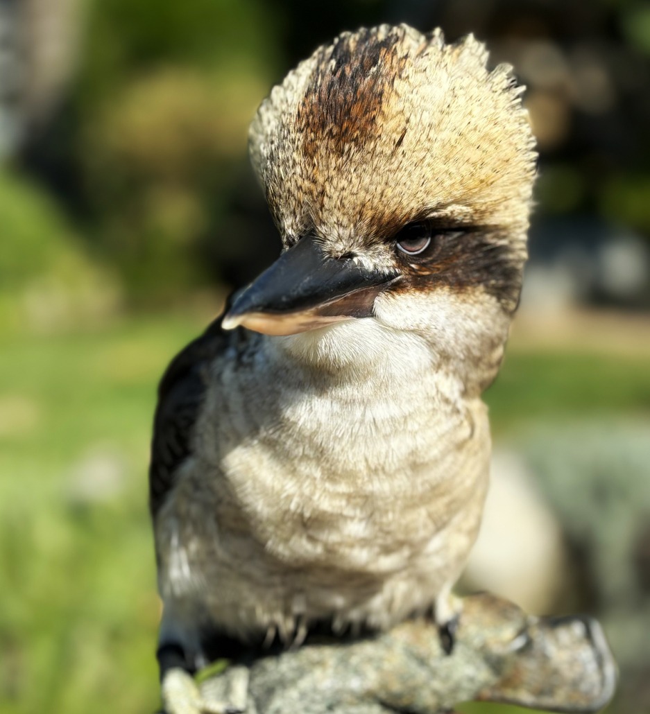 Kookaburra sghignazzante